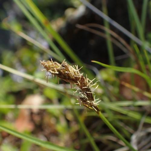 yellow-brown spikelets with green-yellow foliage